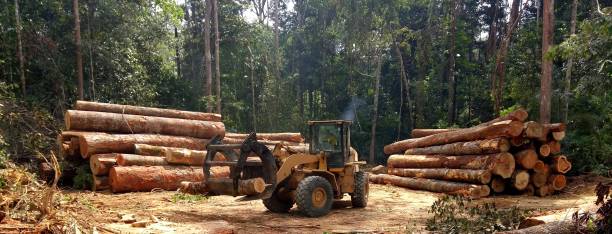 How Our Tree Care Process Works  in  Golden Grove, SC