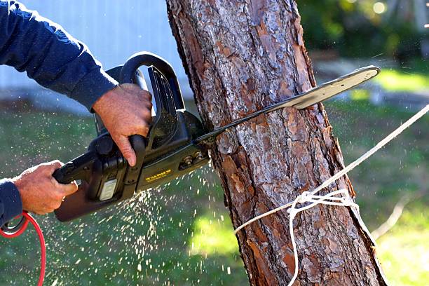 Reliable Golden Grove, SC Tree Care Solutions