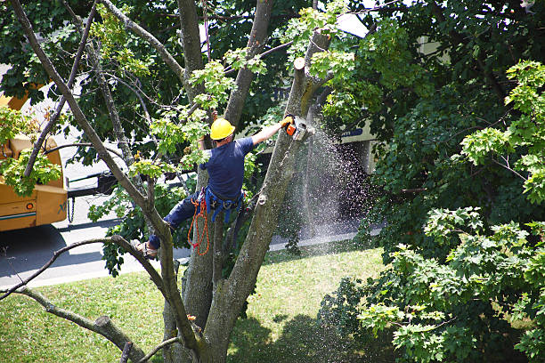 Lawn Pest Prevention in Golden Grove, SC